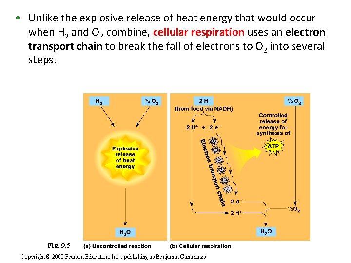  • Unlike the explosive release of heat energy that would occur when H