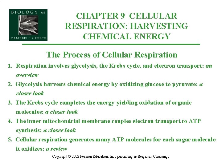 CHAPTER 9 CELLULAR RESPIRATION: HARVESTING CHEMICAL ENERGY The Process of Cellular Respiration 1. Respiration