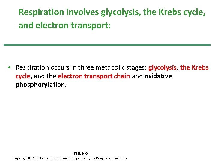 Respiration involves glycolysis, the Krebs cycle, and electron transport: • Respiration occurs in three