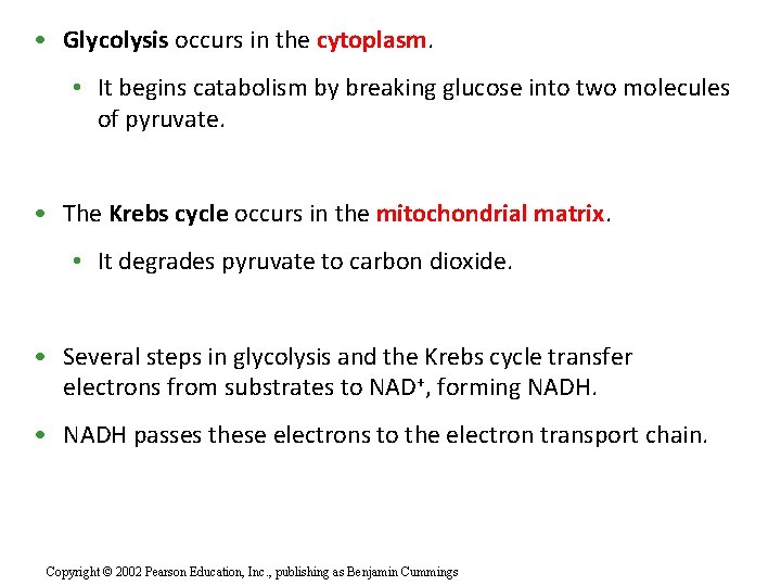  • Glycolysis occurs in the cytoplasm. • It begins catabolism by breaking glucose