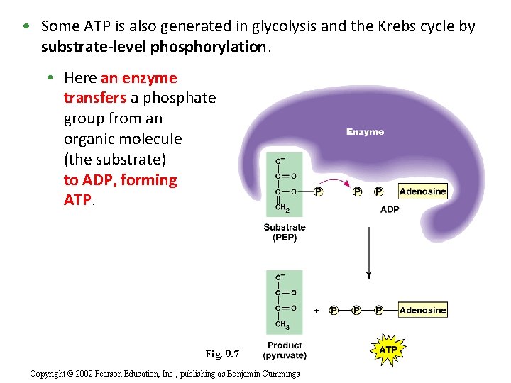  • Some ATP is also generated in glycolysis and the Krebs cycle by