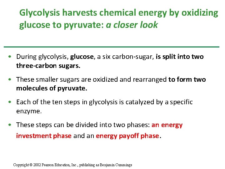 Glycolysis harvests chemical energy by oxidizing glucose to pyruvate: a closer look • During