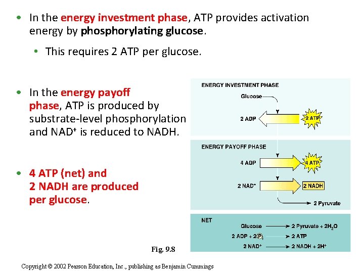  • In the energy investment phase, ATP provides activation energy by phosphorylating glucose.