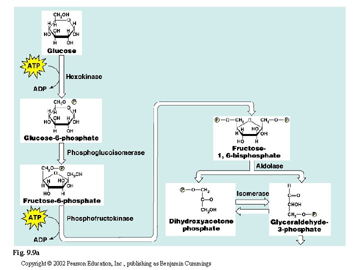 Fig. 9. 9 a Copyright © 2002 Pearson Education, Inc. , publishing as Benjamin