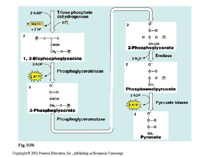 Fig. 9. 9 b Copyright © 2002 Pearson Education, Inc. , publishing as Benjamin