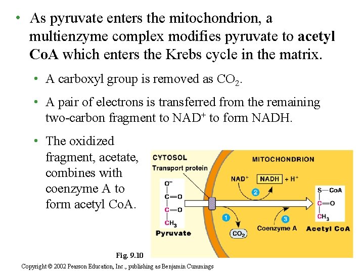  • As pyruvate enters the mitochondrion, a multienzyme complex modifies pyruvate to acetyl