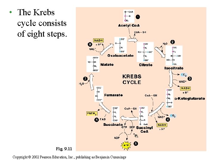 • The Krebs cycle consists of eight steps. Fig. 9. 11 Copyright © • The Krebs cycle consists of eight steps. Fig. 9. 11 Copyright ©