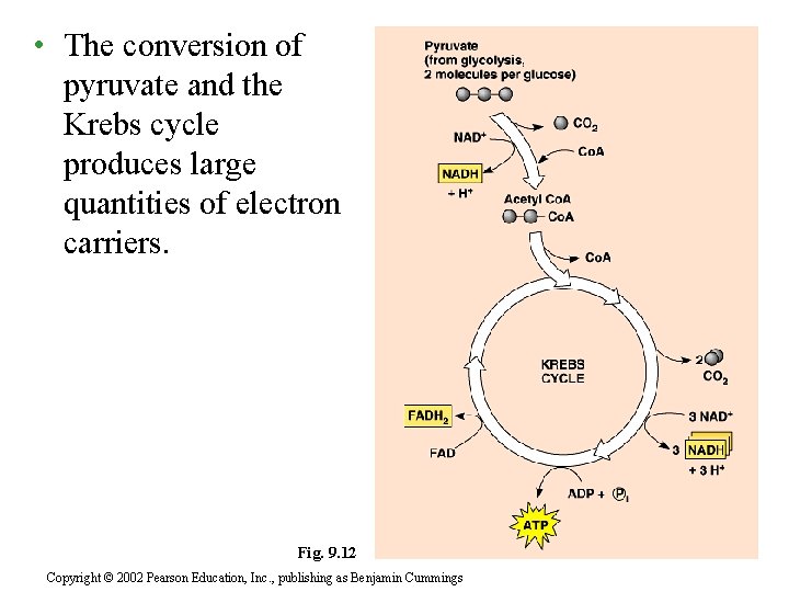  • The conversion of pyruvate and the Krebs cycle produces large quantities of