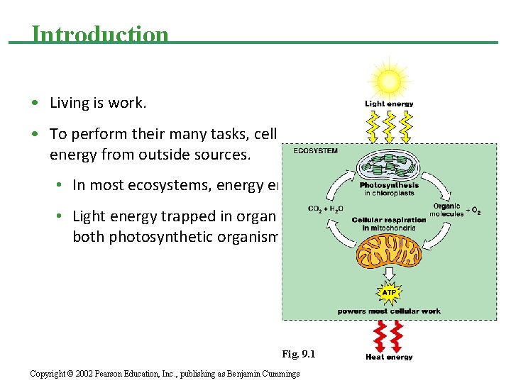 Introduction • Living is work. • To perform their many tasks, cells require transfusions