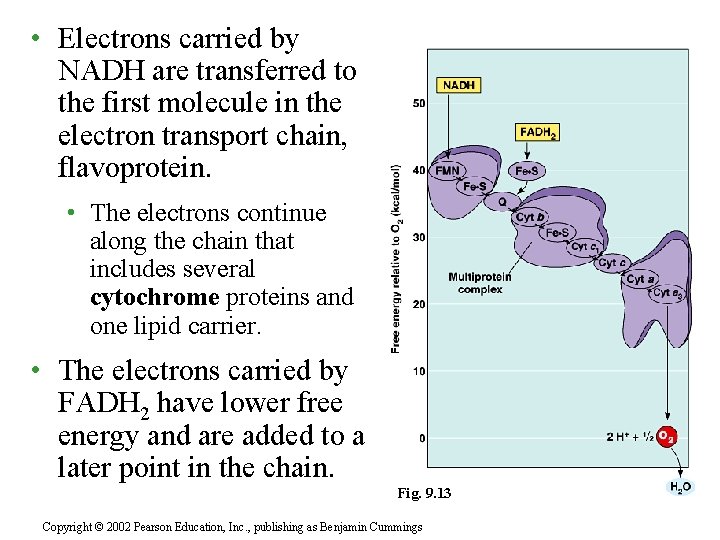  • Electrons carried by NADH are transferred to the first molecule in the