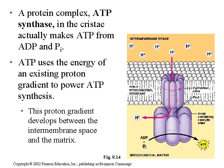  • A protein complex, ATP synthase, in the cristae actually makes ATP from