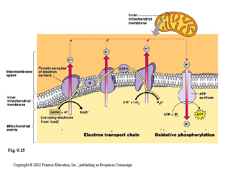 Fig. 9. 15 Copyright © 2002 Pearson Education, Inc. , publishing as Benjamin Cummings