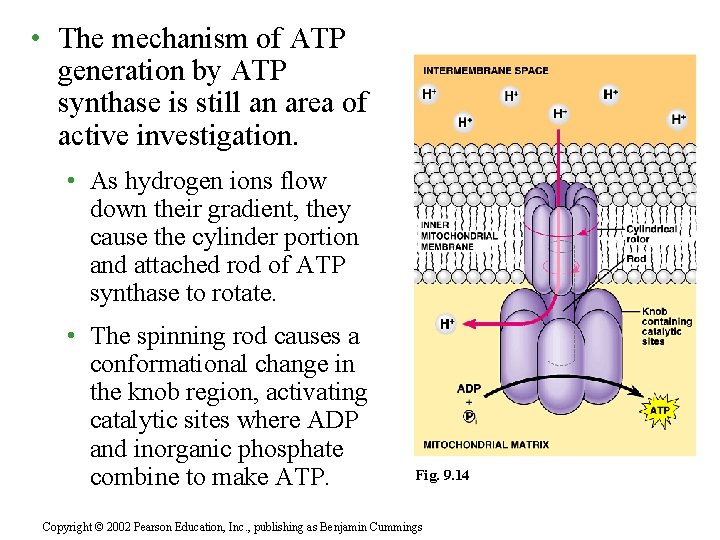  • The mechanism of ATP generation by ATP synthase is still an area