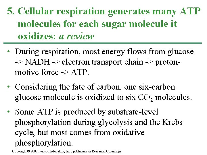 5. Cellular respiration generates many ATP molecules for each sugar molecule it oxidizes: a