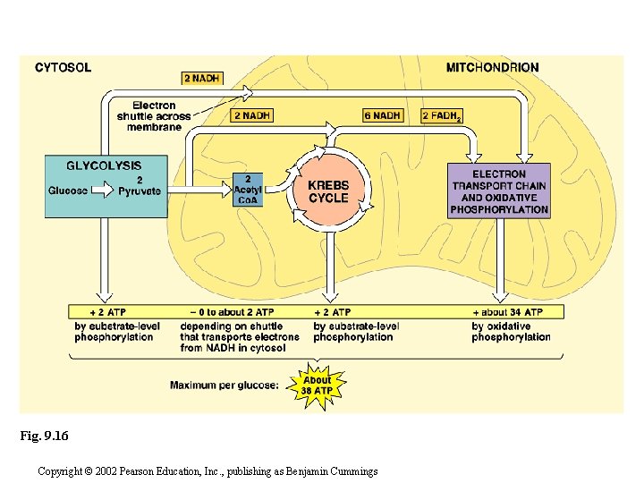 Fig. 9. 16 Copyright © 2002 Pearson Education, Inc. , publishing as Benjamin Cummings