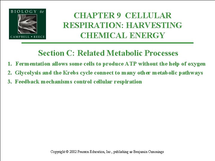 CHAPTER 9 CELLULAR RESPIRATION: HARVESTING CHEMICAL ENERGY Section C: Related Metabolic Processes 1. Fermentation