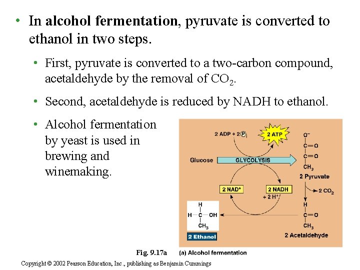  • In alcohol fermentation, pyruvate is converted to ethanol in two steps. •