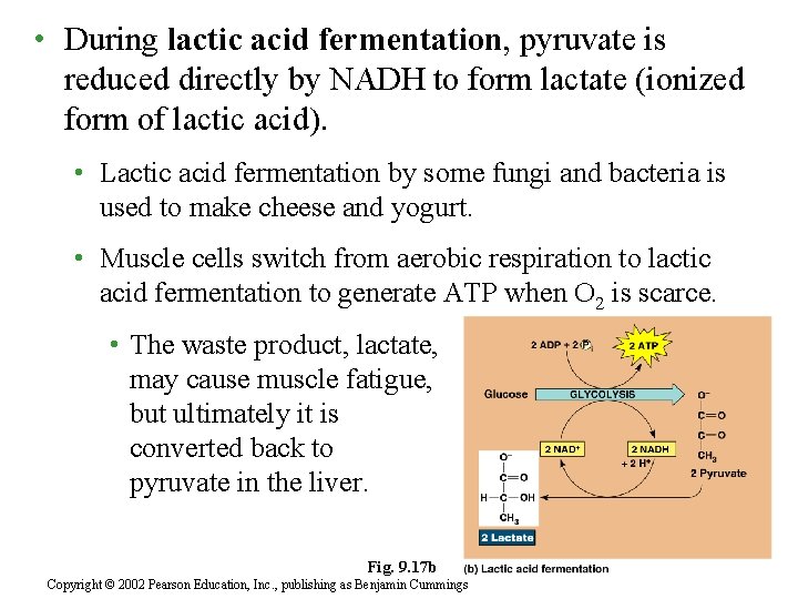  • During lactic acid fermentation, pyruvate is reduced directly by NADH to form