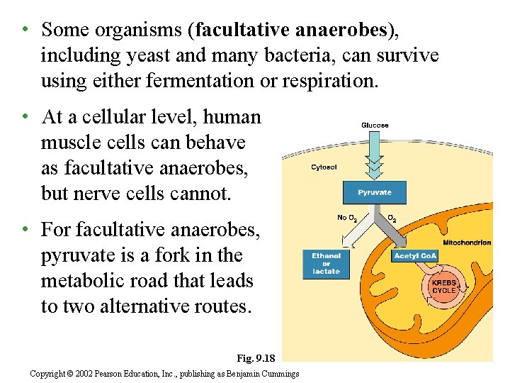  • Some organisms (facultative anaerobes), including yeast and many bacteria, can survive using