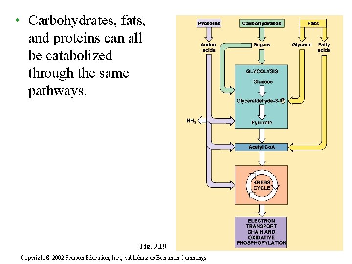  • Carbohydrates, fats, and proteins can all be catabolized through the same pathways.