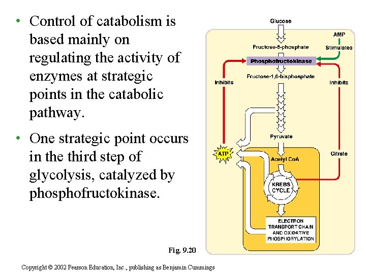  • Control of catabolism is based mainly on regulating the activity of enzymes