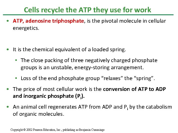 Cells recycle the ATP they use for work • ATP, adenosine triphosphate, is the