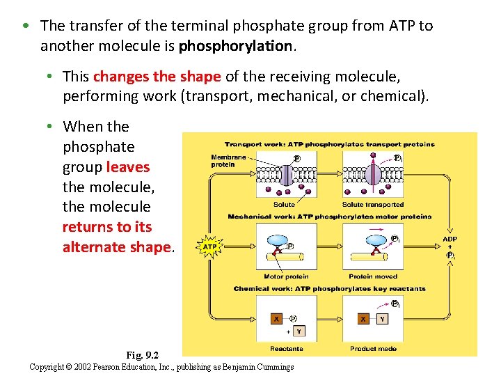  • The transfer of the terminal phosphate group from ATP to another molecule