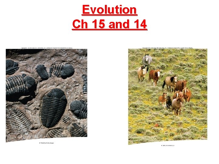 Evolution Ch 15 and 14 