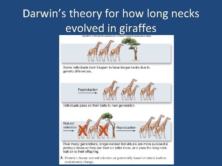 Darwin’s theory for how long necks evolved in giraffes 