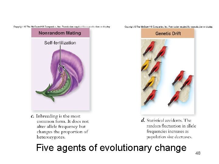 Five agents of evolutionary change 48 