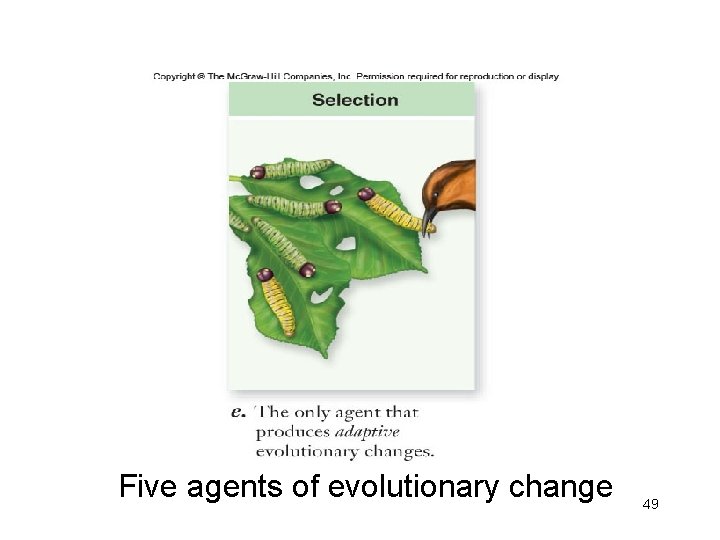 Five agents of evolutionary change 49 