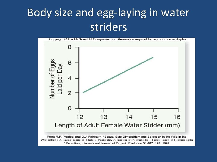 Body size and egg-laying in water striders 