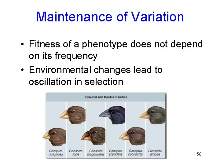 Maintenance of Variation • Fitness of a phenotype does not depend on its frequency