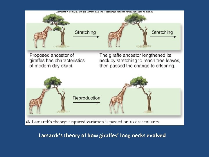 Lamarck’s theory of how giraffes’ long necks evolved 