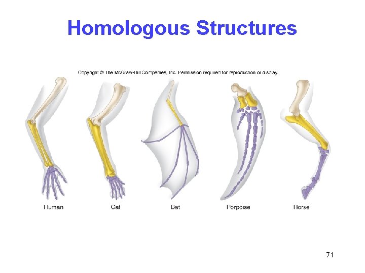 Homologous Structures 71 