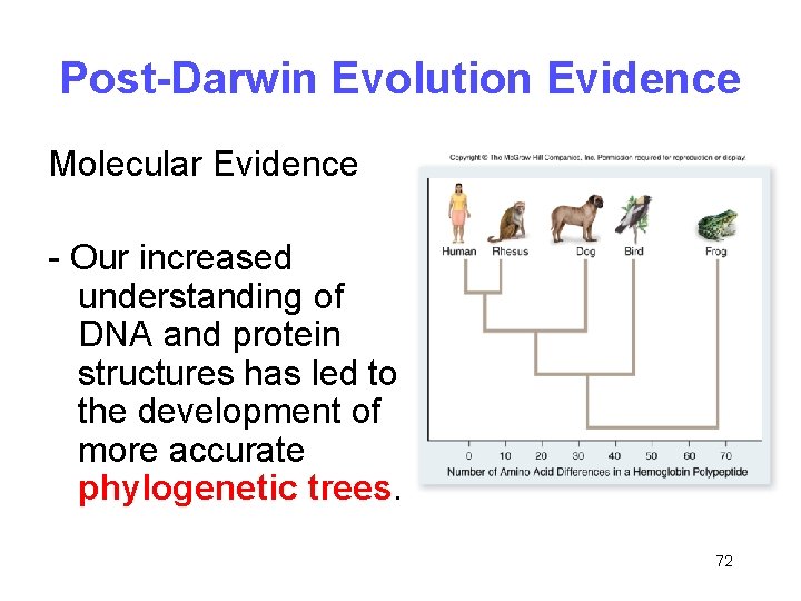 Post-Darwin Evolution Evidence Molecular Evidence - Our increased understanding of DNA and protein structures