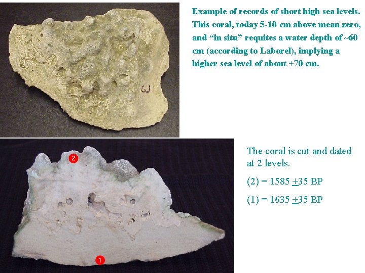 Example of records of short high sea levels. This coral, today 5 -10 cm