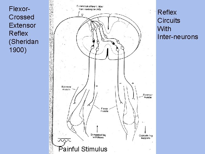 Flexor. Crossed Extensor Reflex (Sheridan 1900) Reflex Circuits With Inter-neurons Painful Stimulus 