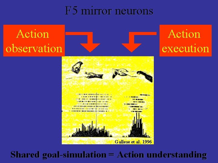 F 5 mirror neurons Action observation Action execution Gallese et al. 1996 Shared goal-simulation