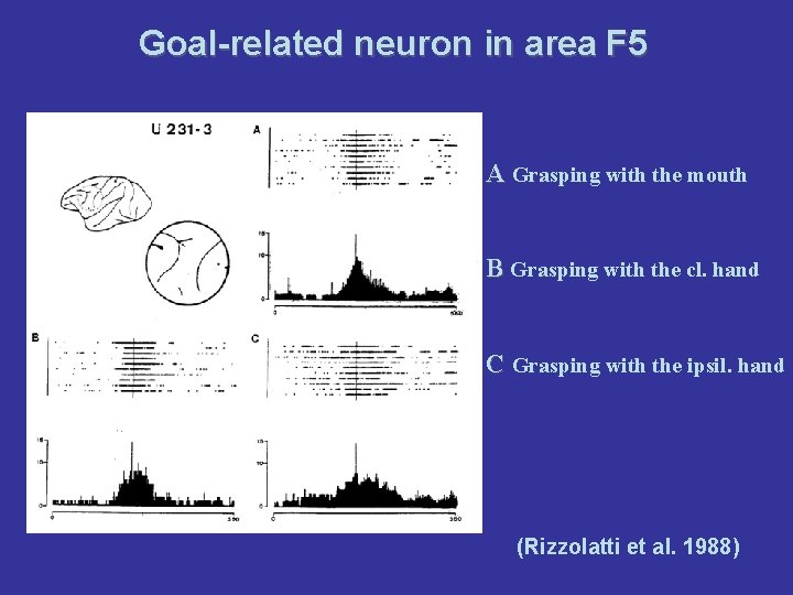Goal-related neuron in area F 5 A Grasping with the mouth B Grasping with