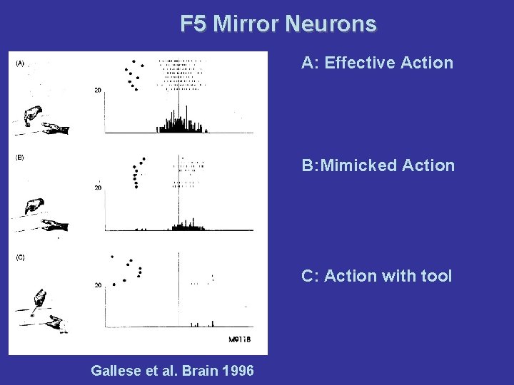 F 5 Mirror Neurons A: Effective Action B: Mimicked Action C: Action with tool