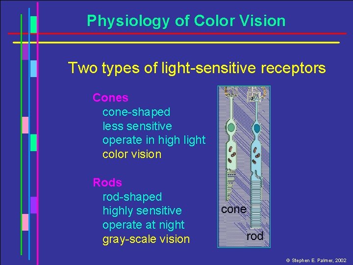 Physiology of Color Vision Two types of light-sensitive receptors Cones cone-shaped less sensitive operate