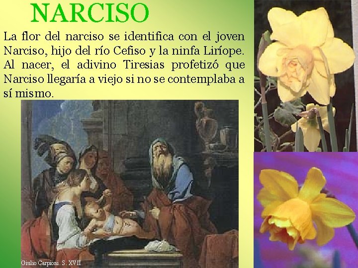 NARCISO La flor del narciso se identifica con el joven Narciso, hijo del río