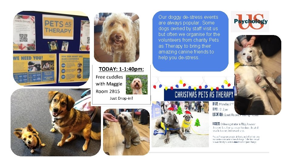 Our doggy de-stress events are always popular. Some dogs owned by staff visit us