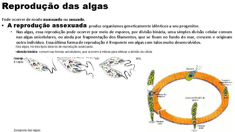 Reprodução das algas Pode ocorrer de modo assexuado ou sexuado. • A reprodução assexuada
