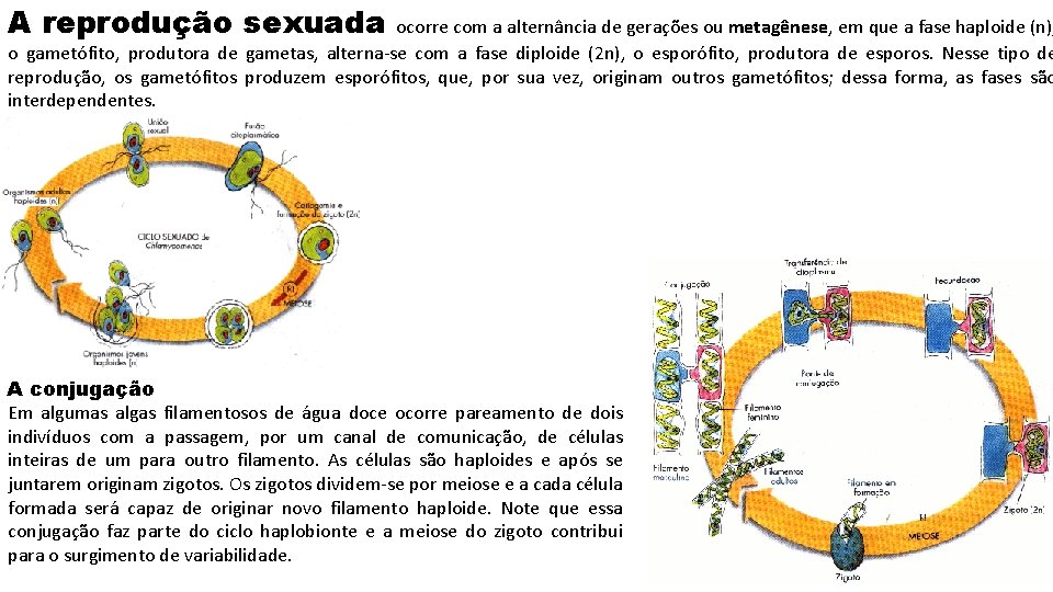 A reprodução sexuada ocorre com a alternância de gerações ou metagênese, em que a
