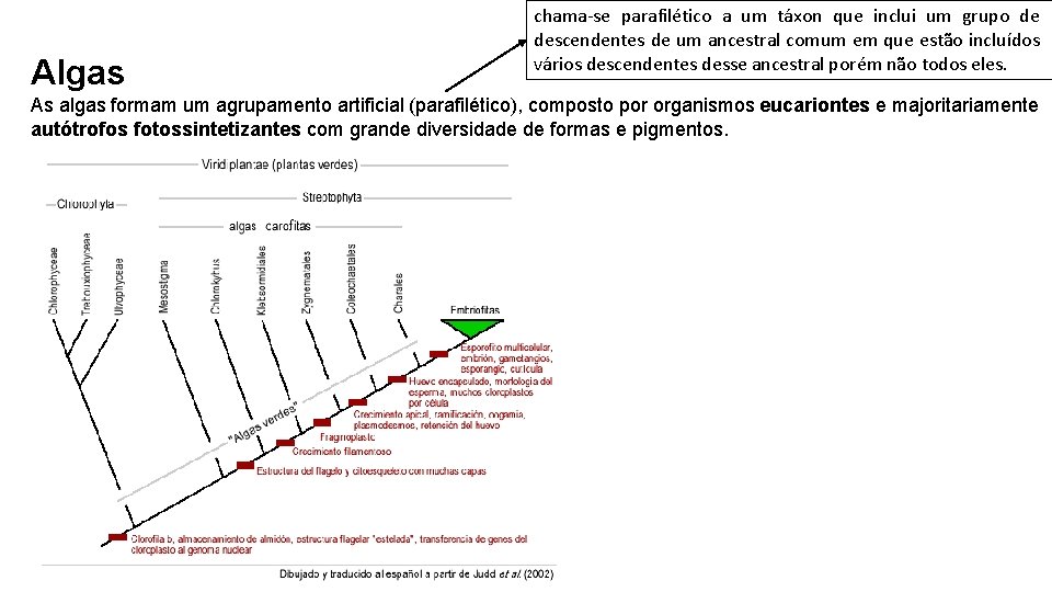 Algas chama-se parafilético a um táxon que inclui um grupo de descendentes de um