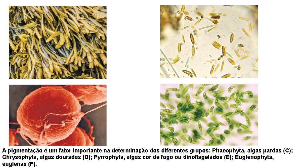 A pigmentação é um fator importante na determinação dos diferentes grupos: Phaeophyta, algas pardas