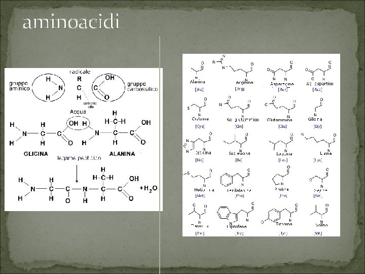 aminoacidi 