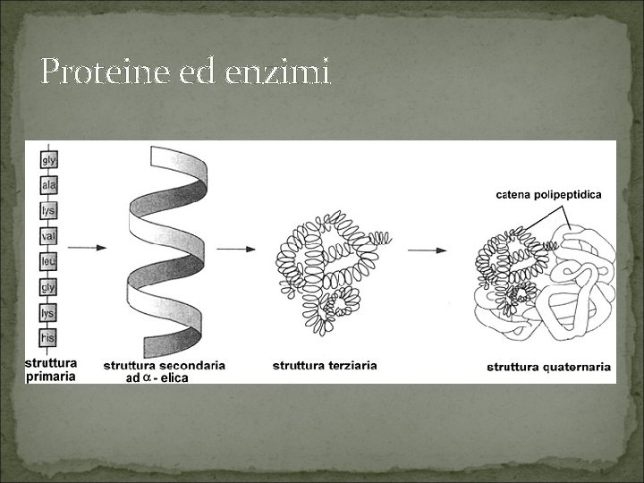 Proteine ed enzimi 